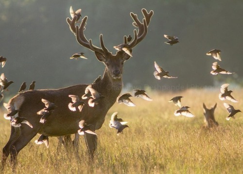 renamonkalou: Oh Deers!  Chaitanya DeshpandeErdő van idebenn. 