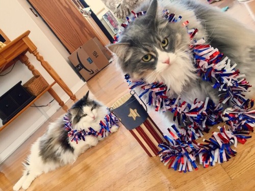 catladychronicles:Patriotic fluffs