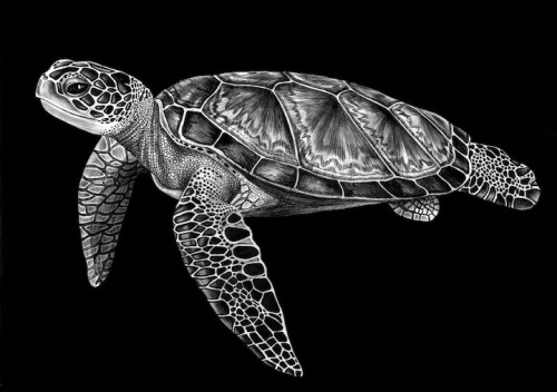 unicorn-meat-is-too-mainstream:  New Jersey-based illustrator Tim Jeffs has spent the past year trying to draw intricately detailed animal portraits with nothing more than pens and ink. 