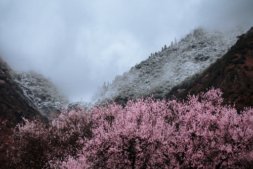 englishsnow:    by Lucy Young 