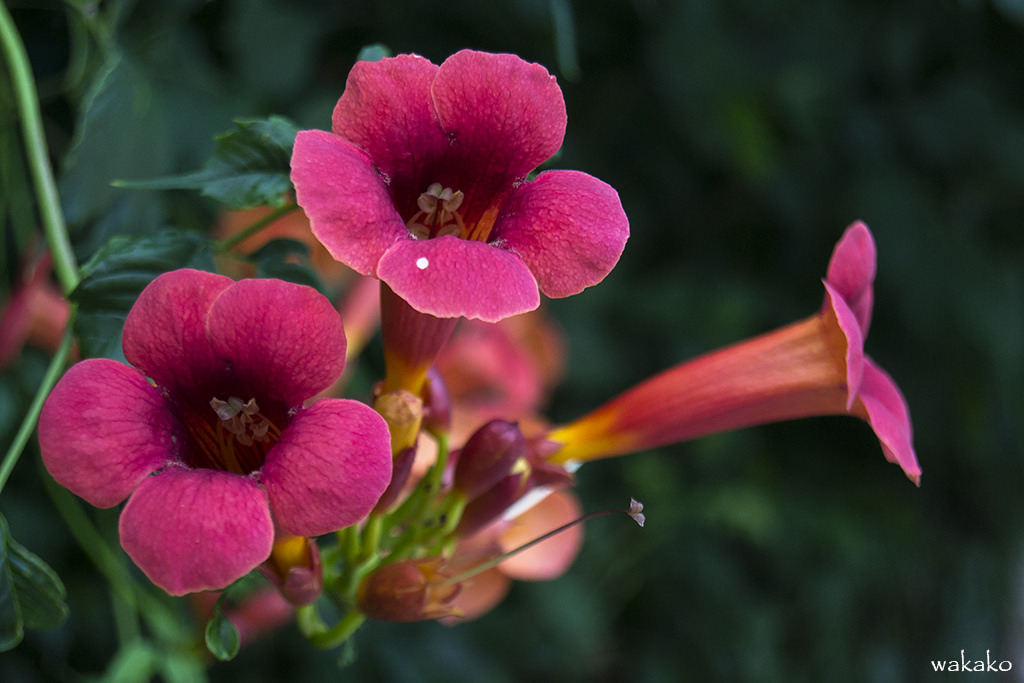 blooms-and-shrooms:   	DSC_7928 by Ferloga    