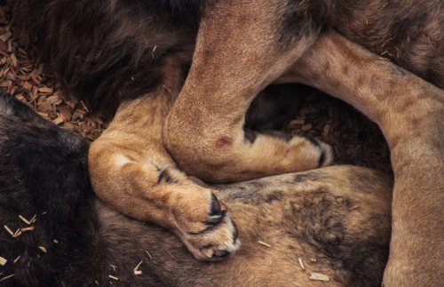 anythingfeline:Photos by jsutcℓfifePhotos are captioned.Two sleeping male lions, that may or may not