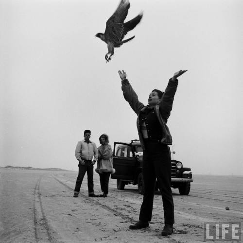 Falcon launch(Peter Stackpole. 1952)