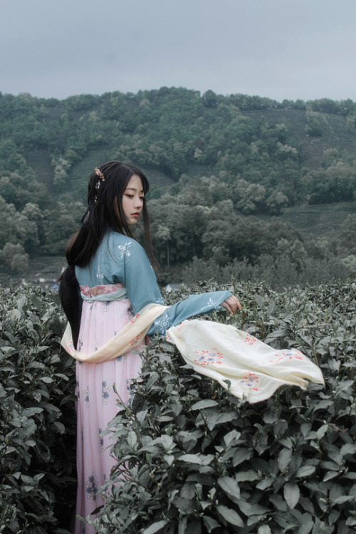 mingsonjia:『 茶 山 行 』一山千行绿，从古望到今。纵横阡陌间，唯有山茶在。by 雯子    出镜 没下巴君