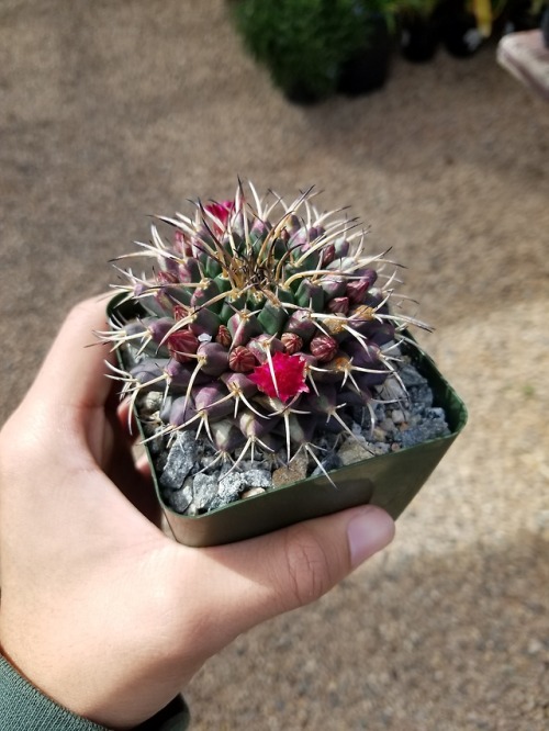 Picked up this beauty at the nursery today 