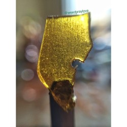 weedporndaily:  🌴 Island Sweet Skunk 🌴 by weedpraylove http://ift.tt/1paJlcp