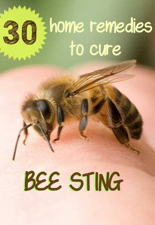 reduce swelling bumble bee sting reduce swelling bumble bee sting