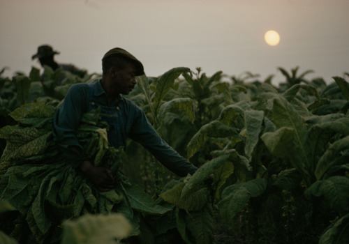 lostinurbanism:Tobacco Fields in Virginia, David Alan Harvey (1970s)