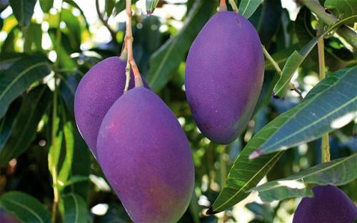 sexyboy1998:  belarude:  Purple reign: mango trees at a farm in the state of Pernambuco, in north-east Brazil. The farm harvests mango honey from the bees that pollinate the blossom!  god is real