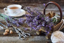 silvaris:  Aromatic lavender tea by Yulia