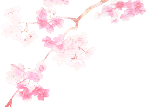 evildere: Transparent cherry blossoms.