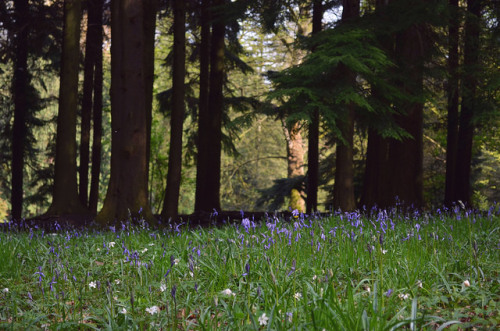 Queenswood Bluebells by Sophie Eacock Photography on Flickr.
