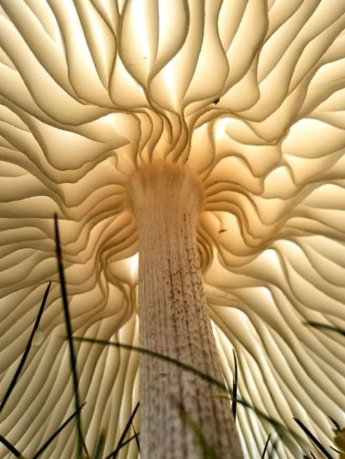 entheognosis:Underside of a mushroom.