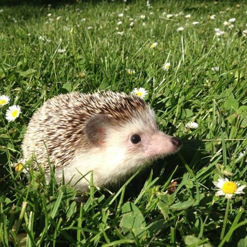 thefrogman:  Biddy the Hedgehog [instagram] 