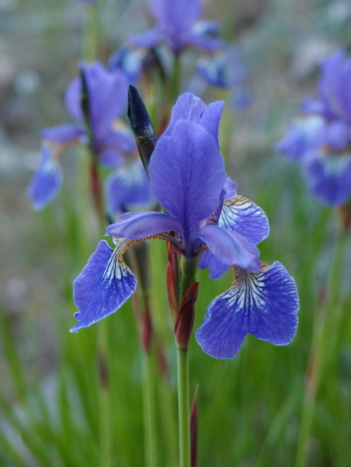 Iris sibirica — Siberian iris