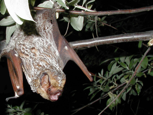 sitting-on-me-bum:A hoary bat.Photo © Paul Cryan, U.S. Geological Survey / Wikimedia Commons