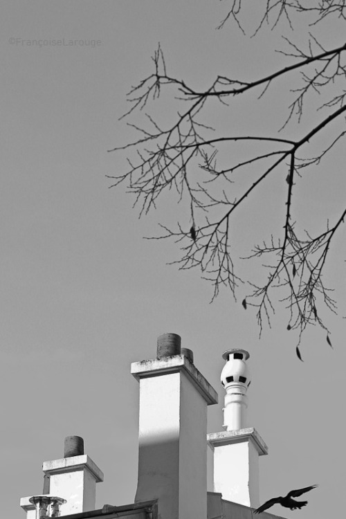 Les cheminées et l’oiseau Paris–10-2021©FrançoiseLarouge