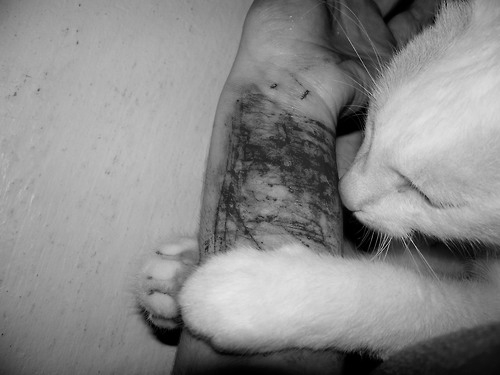 una-cajita-feliz:  Los animales tambien se dan cuenta de los problemas. 