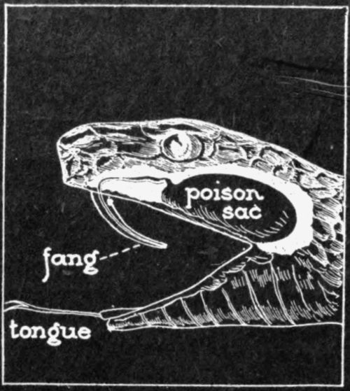 nemfrog: “Poison sac.” Advanced biology. 1929. 