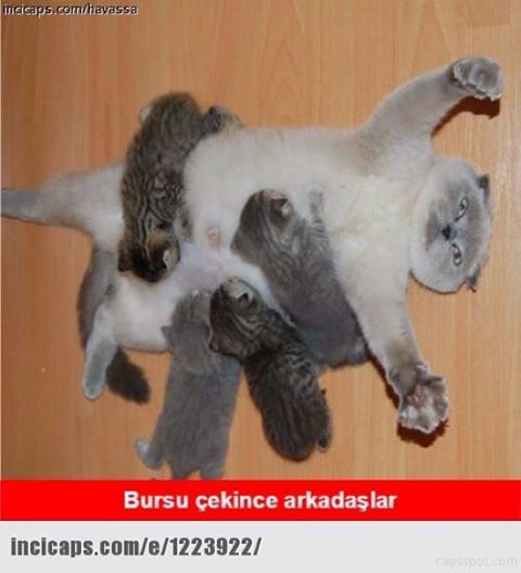 Bursu çekince arkadaşlar