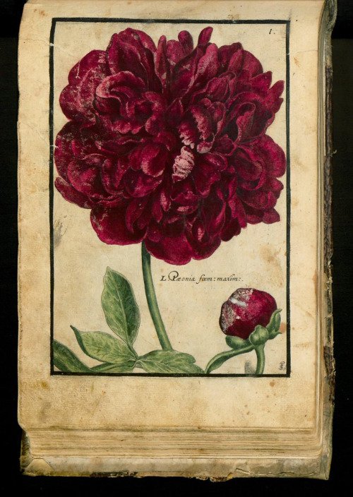 Crispijn de Passe, Hortus Floridus, 1614. Arnhem. Via University Library Sachsen-Anhalt, Germany.