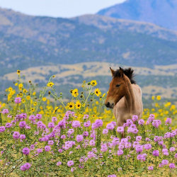 redwingjohnny:  Foal and Flowers - 2 by Kellith 