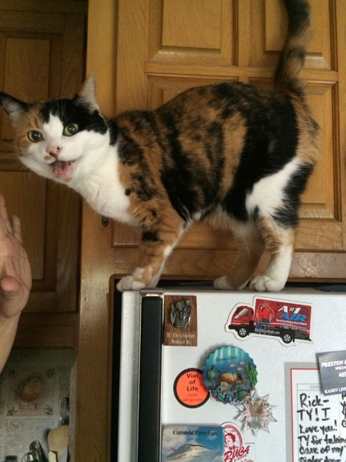 awwww-cute:  Just turned 20 today and still has as much energy as a kitten 