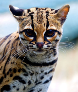 sitoutside:   Margay   by  sparky2000  