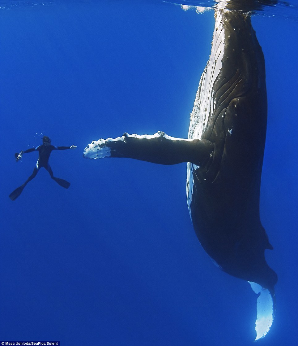 orcinus-ocean:  Want to jump in?Humans swimming with various animals. 