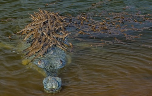 typhlonectes:thelovedoesntquenchtherage:“Proud Crocodile Father Gives Piggyback Ride to Over 100 of 