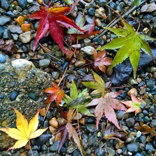 #leaves on the #leschi beach #seattle #moreseattle