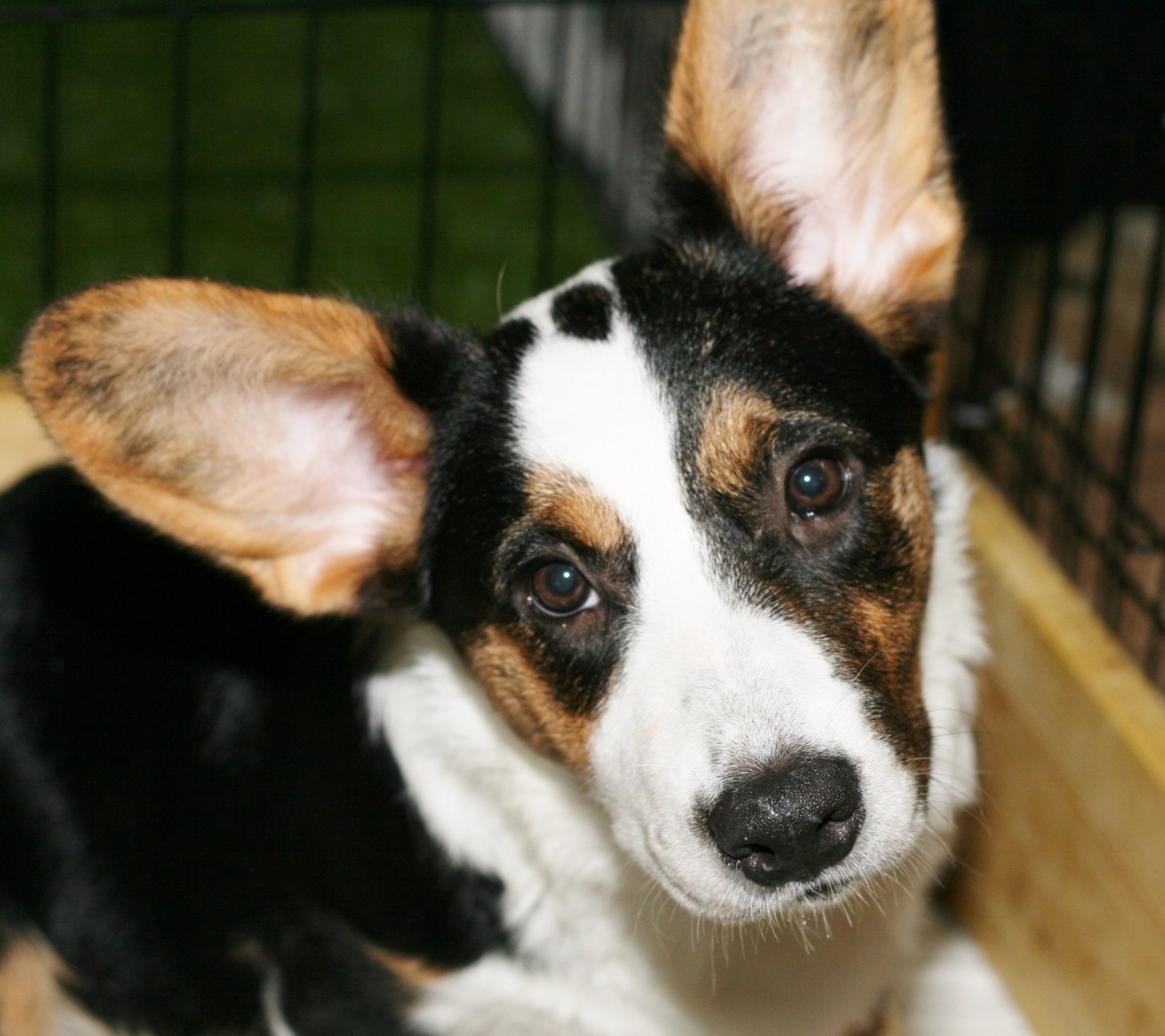 corgiaddict:  dgimpstess:  Playing with a new to me lens and flash…the girl pups.