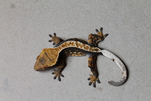 drawing-to-run:My holdback probable female is looking amazing!!! Out of Aphrodite x Balerion!Crestie