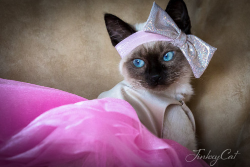 Jinkx the Cat is ready to accept her crown