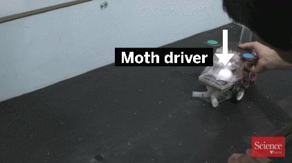 fireandshellamari:sarcoptid:thefingerfuckingfemalefury:lycanthrofee:This moth driving a tiny car is 