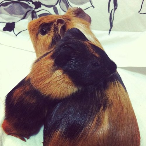 thedailyguineapig:  cheapme:  Mom and baby guinea pig by ~hoovesandpaws  Now just hold still and whi