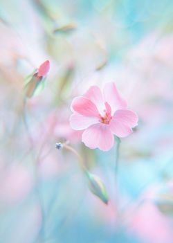 chasingrainbowsforever:    Colors ~ Aqua and Pink    