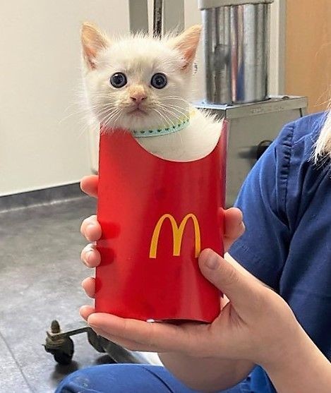 catasters: