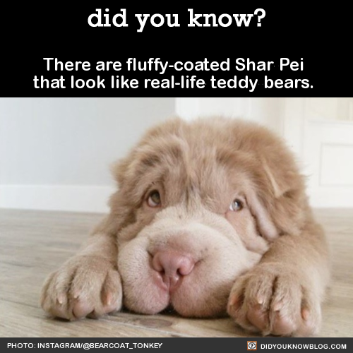 did-you-kno:There are fluffy-coated Shar Pei that look like real-life teddy bears…… especially when 