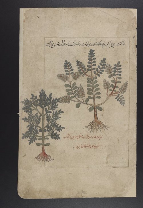 LJS 278 is an illustrated herbal with detailed descriptions in multiple languages of the physical ap