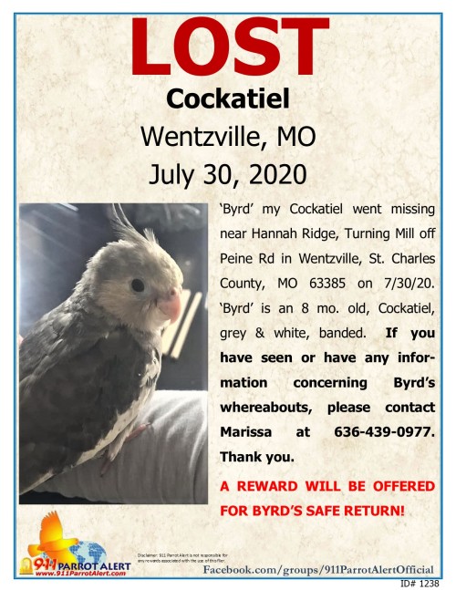 LOST!!! COCKATIEL, “BYRD”WENTZVILLE,ST. CHARLES, COUNTY, MOJULY 30, 2020