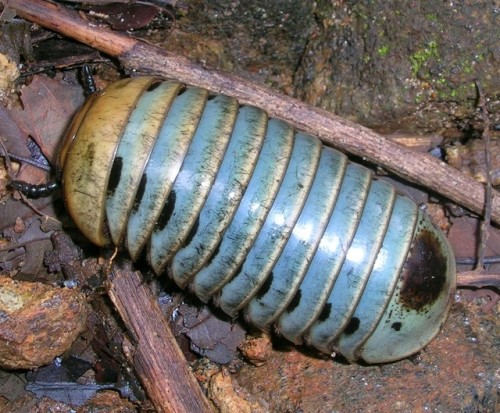 end0skeletal-undead: Pill millipedes are any members of two living (and one extinct) orders of milli