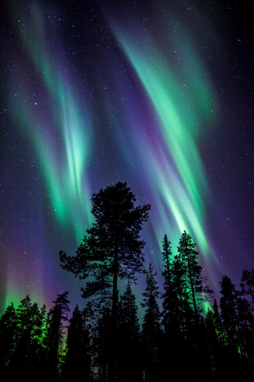 drxgonfly:  Colours of the Aurora Borealis (by The Aurora Zone)