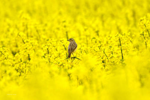 2) The second series of pictures of the rape blossom. I would have liked to present more birds, but 