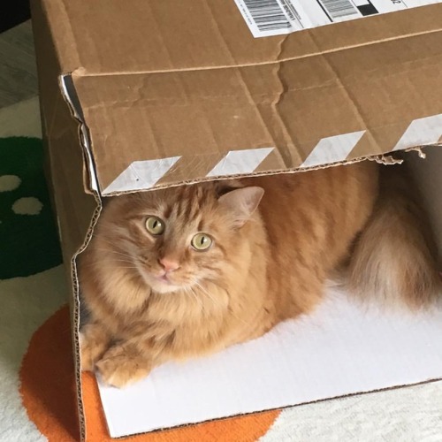 Yup…caturday! #folex #catlife #awesomecat #mainecoon #orangetabby #farofa #farofathecat #box 