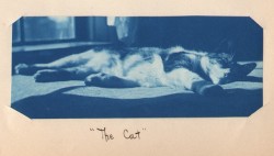 Hauntedbystorytelling:  “The Cat” (Probably Tenney House, At Smith College In