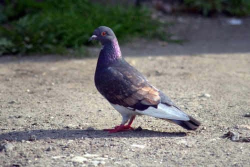 pigeonaday: Pigeon 1068