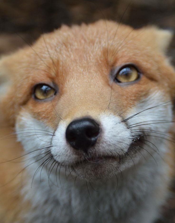 everythingfox: Pudding the fox, too friendly to be released back into the wild 