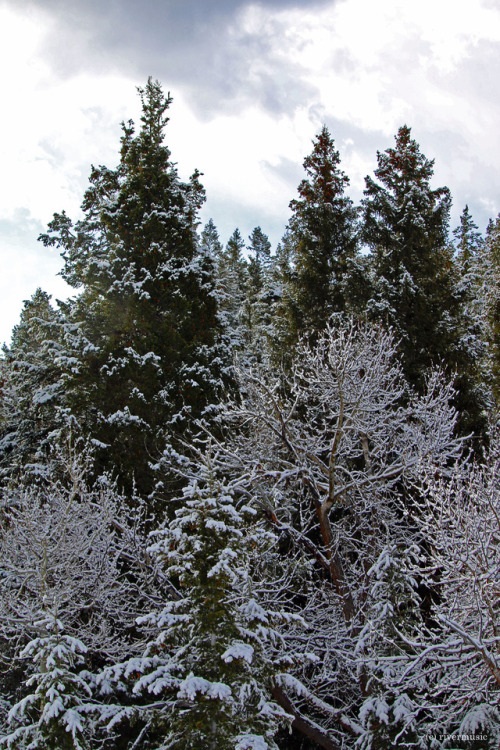 Subtleties: The freshest of snows on winter woods; Targhee National Forest, Idahoby riverwindphotogr