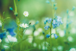 stereocolours:   Adam Marshall - Bluebells